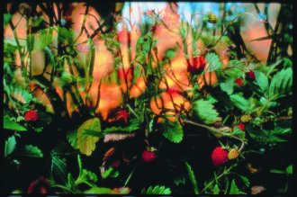 Peter Fischli / David Weiss (1952 / 1946); Projection3 (F) (Flowers), 1998; 162 Farbdias, Ed. 2/4, 2 Projektoren, Kon-trollgeräte für Überblendungen und Scharfstellungen © Kunsthalle Bielefeld